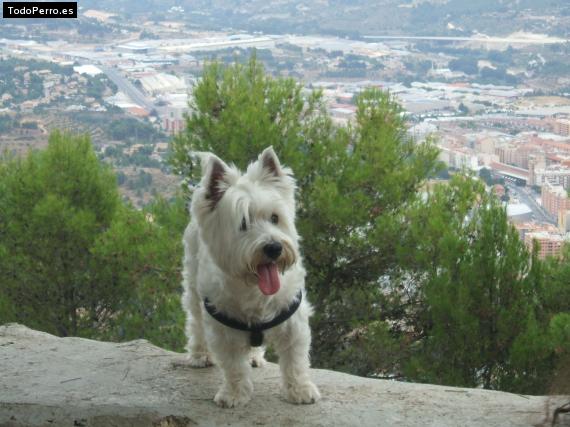 La foto del perro