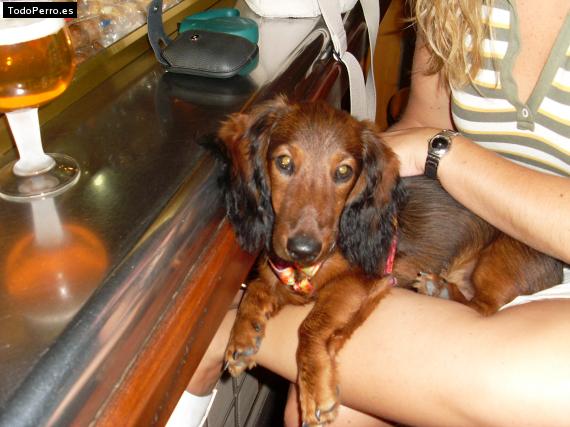La foto del perro
