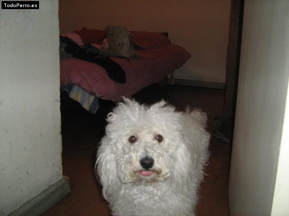 La foto del perro