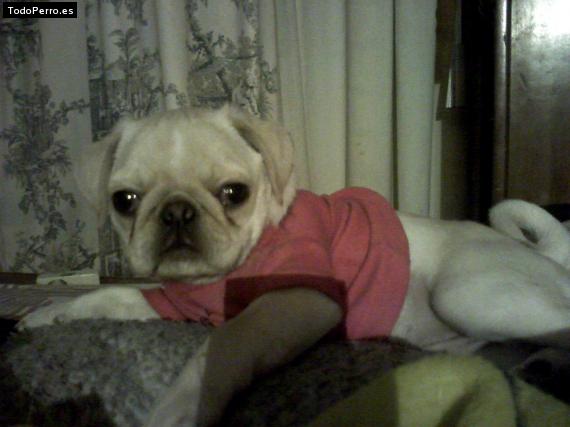 La foto del perro