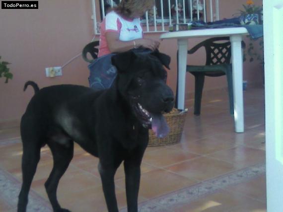 La foto del perro