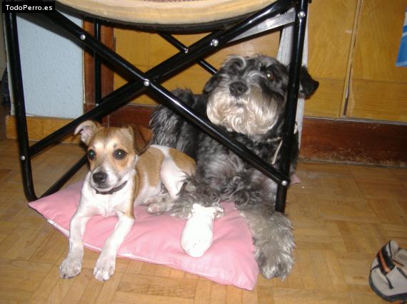 La foto del perro
