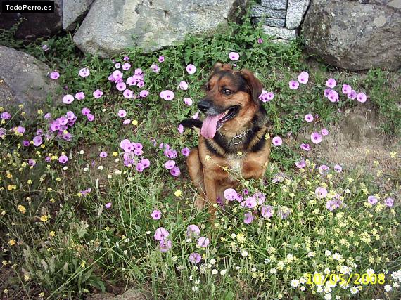 La foto del perro