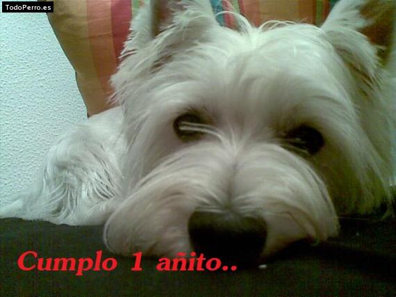 La foto del perro