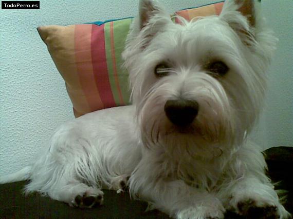 La foto del perro