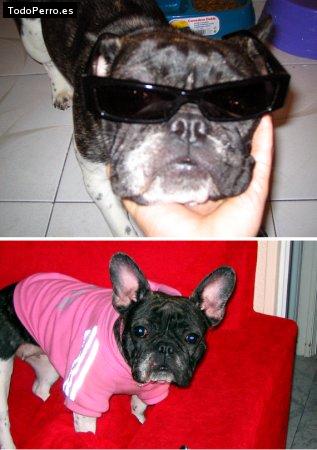 La foto del perro