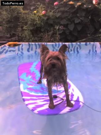 La foto del perro