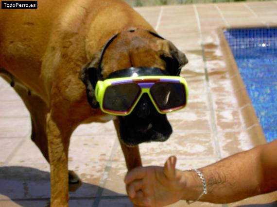 La foto del perro