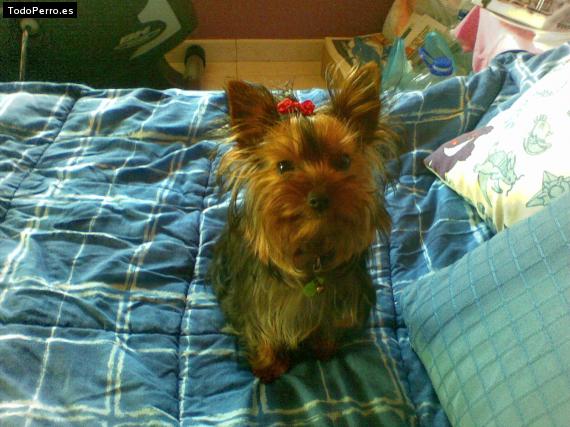 La foto del perro