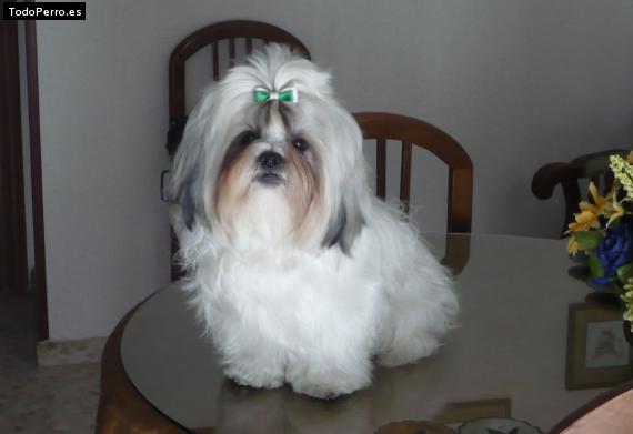 La foto del perro