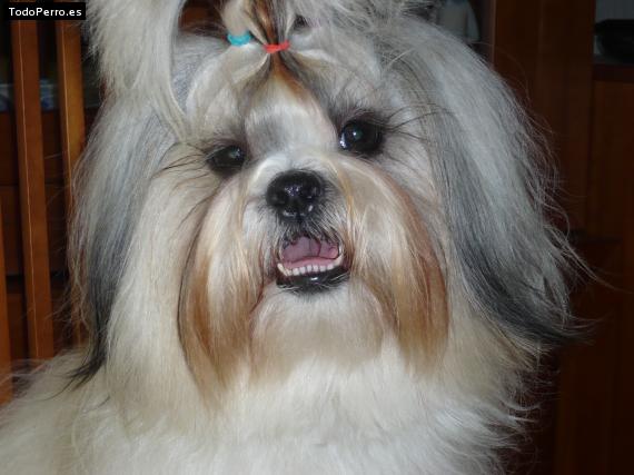 La foto del perro
