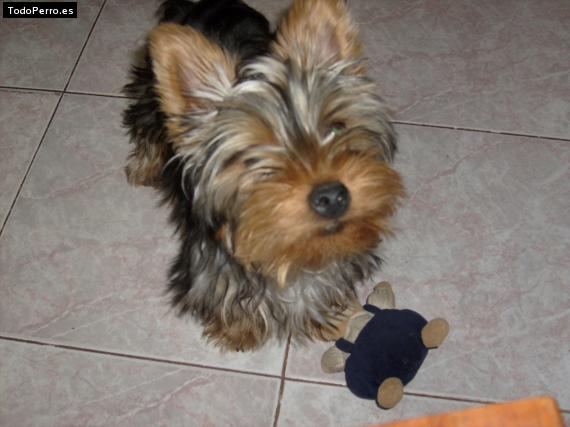 La foto del perro