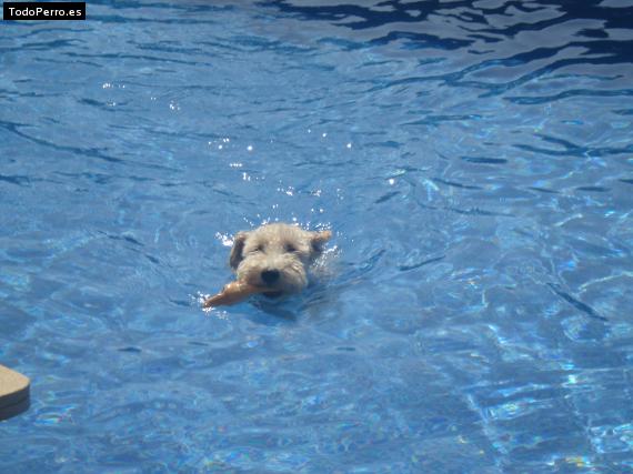 La foto del perro