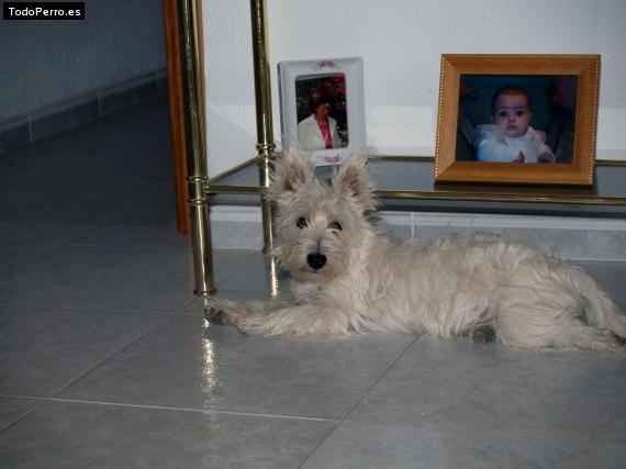 La foto del perro