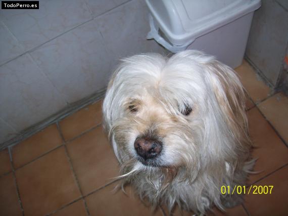 La foto del perro