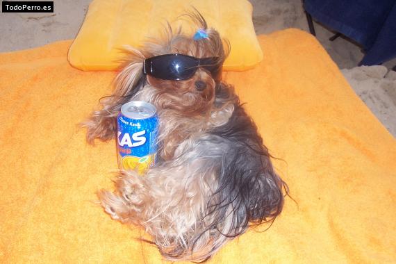 La foto del perro