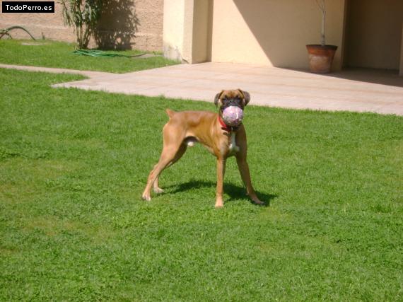 La foto del perro