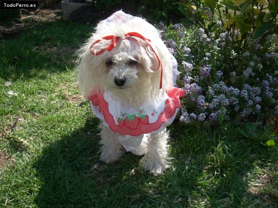 La foto del perro