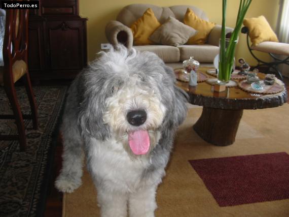 La foto del perro