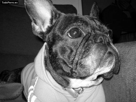 La foto del perro