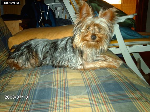 La foto del perro