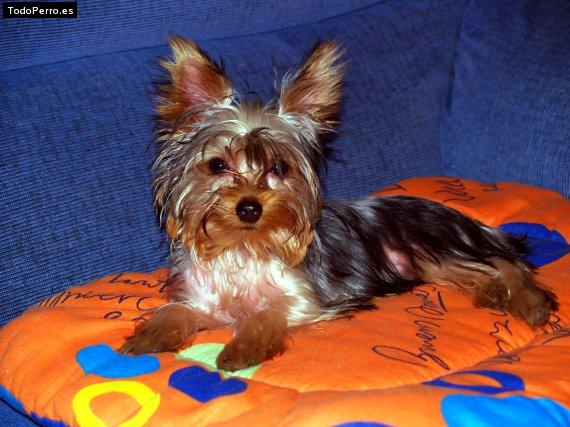Foto del perro Roma