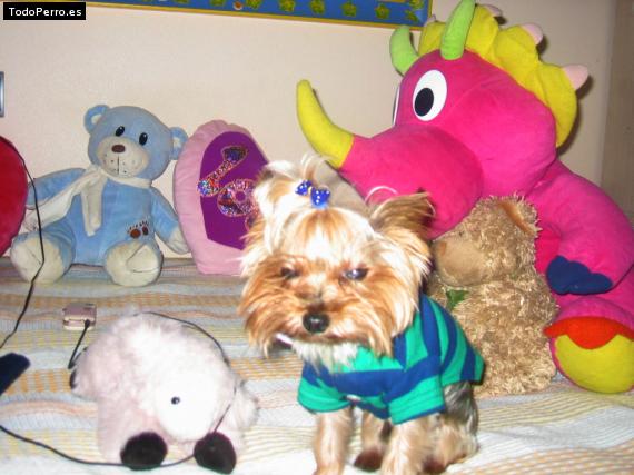 La foto del perro
