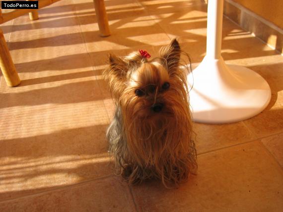 La foto del perro