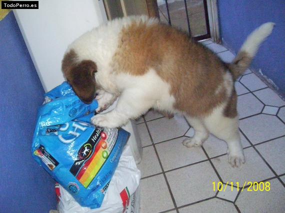 La foto del perro