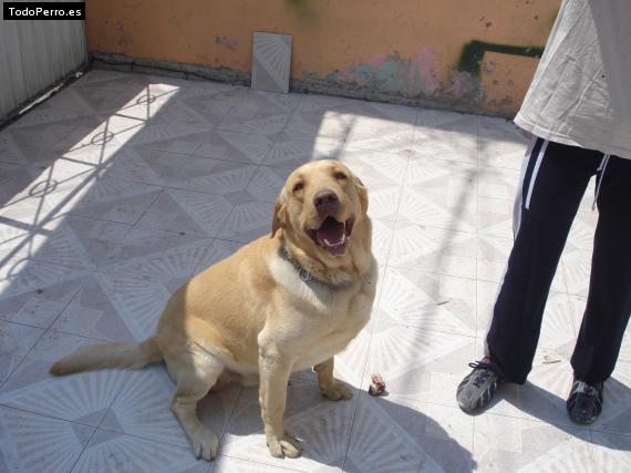 La foto del perro
