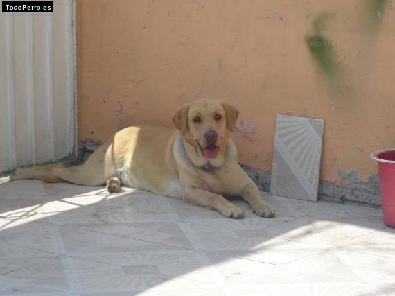 La foto del perro