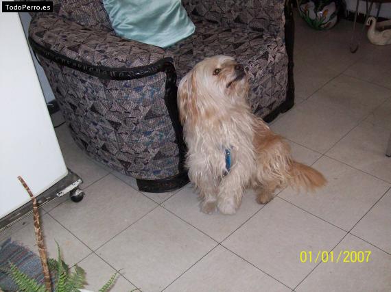 La foto del perro