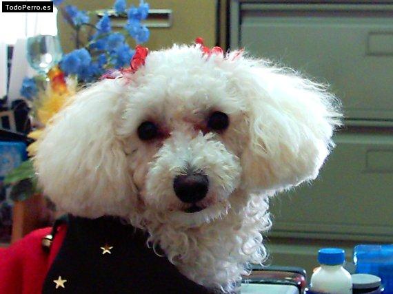 La foto del perro