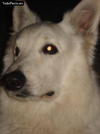 Foto del perro Ice