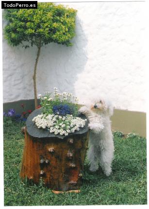 La foto del perro