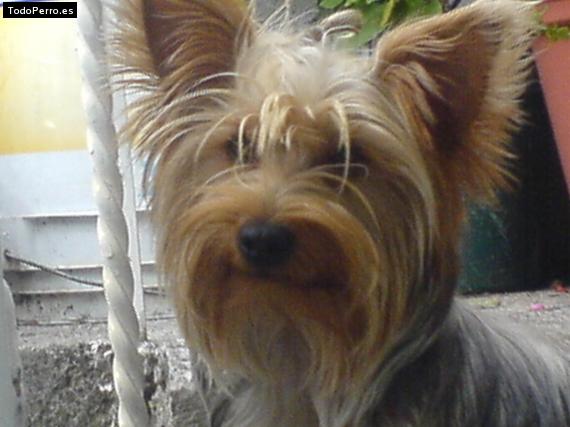 La foto del perro