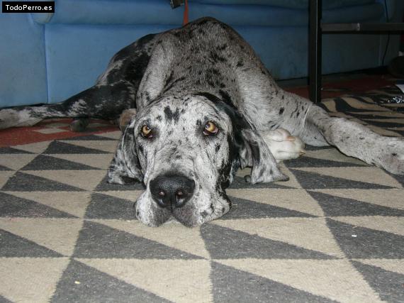 La foto del perro