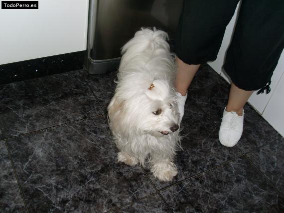 La foto del perro