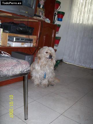 La foto del perro