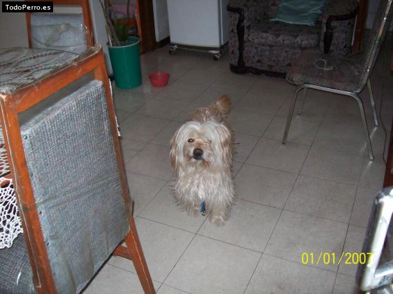 La foto del perro