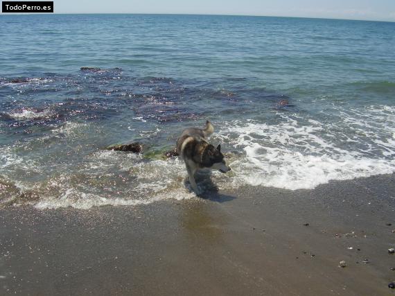 La foto del perro