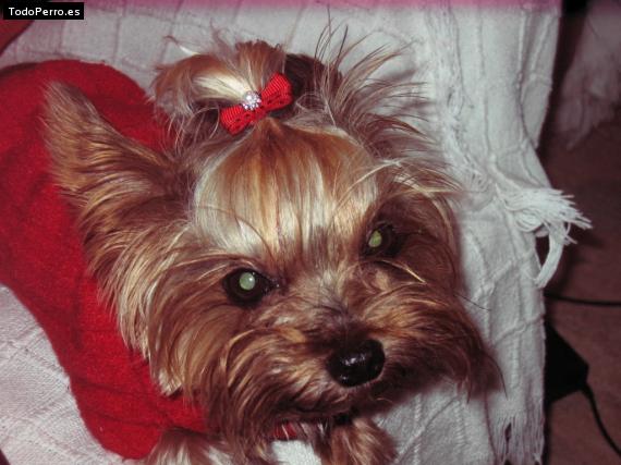 La foto del perro
