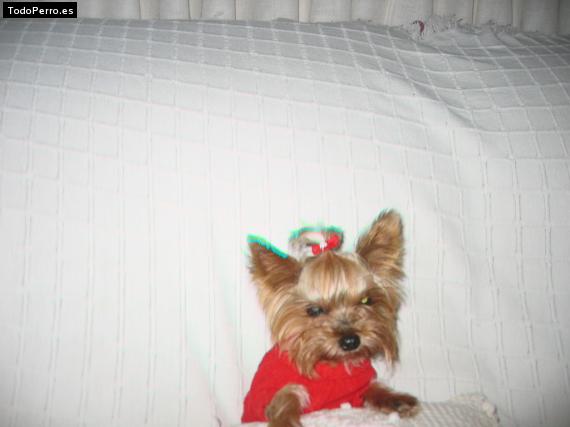 La foto del perro