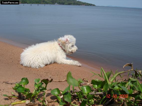 Foto del perro Wacky