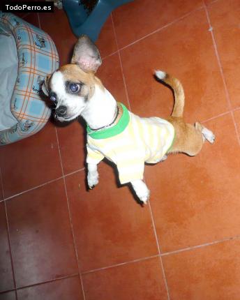 Foto del perro Camilo