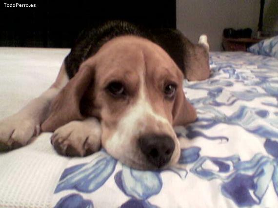 La foto del perro