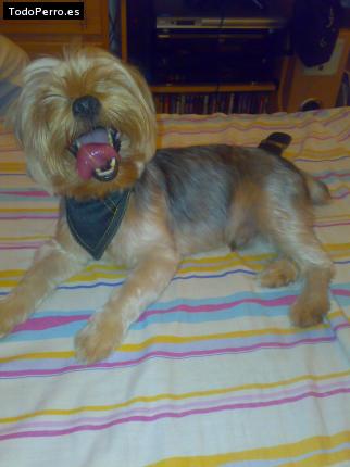 La foto del perro