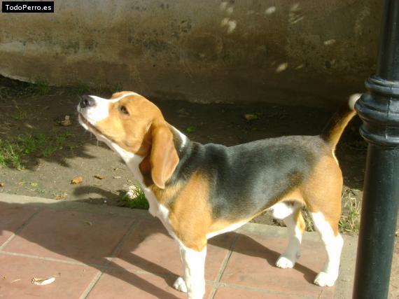 La foto del perro