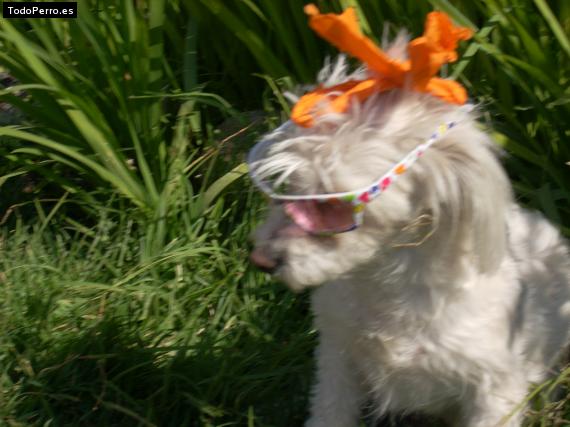 La foto del perro