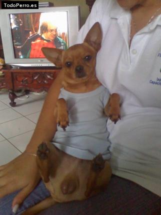 La foto del perro